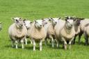 Sheep trade was strong in Carlisle and Longtown whilst cattle fared better North of the border