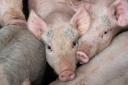 2024 see's better profitability margins in the pork industry despite the dry conditions causing higher production costs