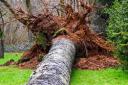 Many trees have been blown down by the strong winds (image: Forestry England)