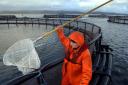 A salmon farmer at the Strondoir Bay fish farm at Loch Fyne Scotland