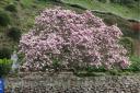 A magnificent magnolia in full flower which graces the eastern shore of Torbay.