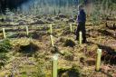 This follows a pilot scheme that has already approved the planting of 108,000 trees