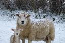 Snow is falling across Herefordshire