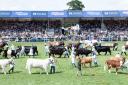 The iconic sight of the livestock parade at the Royal Highland - one of the most spectacular views in the world of agricultural shows