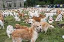 Golden retrievers at Guisachan House