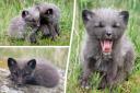 Five adorable Arctic Fox cubs have been born in Scotland.