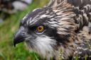 Archive image of osprey chick