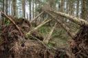 Winds of up to 75 mph could tear down trees in parts of the country
