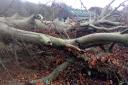 Trees crash onto Voice's in-laws' land from time to time