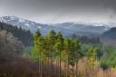 Scots pine in Loch Ard Forest