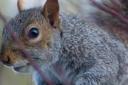 Grey squirrels pose a particular threat to broadleaved woodland