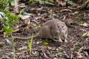 Rats look for warm homes in winter and they might think your garden makes the perfect nest