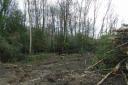 Trees were cleared from the ancient woodland without permission,