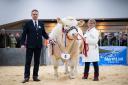 Judge, Andrew Anderson pictured with Sandra Middleton holding Hollywell Taco, that stood overall multi-breed show champion at the RHAS spring show