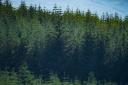 Species like Sitka spruce are key to Scotland's timber industry, but plantations often face fierce opposition