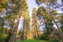 California redwoods have been shown to be thriving in the UK