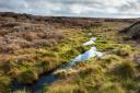 Our forester appears to be less than impressed with the focus on peatland restoration