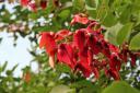 Elongated clusters of 20–40 spectacular coral red flowers dangle from the tips of each branch.