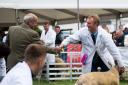 Will Evans selects the Andrew Mortons Beltex as his overall champion Ref: RH210624172  Rob Haining / The Scottish Farmer...