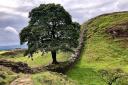 The Sycamore Gap tree was a national landmark.