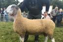 Duncan Currie's Bluefaced Leicester gimmer was overall show champion