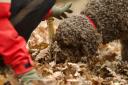 The purebred Lagotto Romagnolo is recognised as an expert truffle hunter.