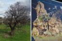 Left: Gaussian splat of a veteran oak, Tamworth. Right: Old Man of Calke in reality capture.