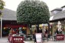 This holm oak planted some twenty years ago when this North London shopping plaza was built was appropriately and tastefully ‘pruned and sheared’ to suit the situation.