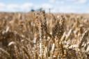 UK faces its third-lowest arable harvest since 1984, driven by extreme weather and declining yields Ref: RH100924122  Rob Haining / The Scottish Farmer