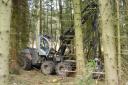 Forestry Commission contractors harvesting superb Norway spruce in the Surrey Hills, March 2015.