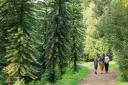 A collection of the ‘dinosaur trees’ is thriving at Wakehurst, Kew’s wild botanic garden in Sussex.