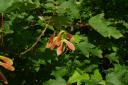 Winged fruits (samaras) of sycamore, modified for wind-dispersal, are instrumental in allowing the species to colonise substantial areas of ground.