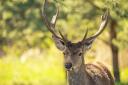 Red deer numbers have risen in Scotland