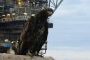 Four decades of unique wildlife from North Sea oil rigs showcased in new book