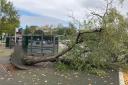 A fallen tree at Welshpool bus station on Church Street.