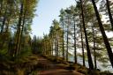 Our diarist believes the UK's tree of the year should be in good health