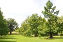 Off the car park turning circle, an avenue of deciduous dawn redwoods (Metasequoia glyptostroboides), planted 22 years ago, has been growing for moments like these, when sunlight turns swathes of linear branchlets a shimmering yellow-green.