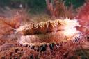 A scallop in the Lamlash Bay No Take Zone