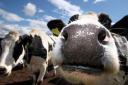 File photograph of cows on the Drumduan farm near Nairn