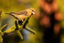 So many species of birds have been shown to thrive among the trees