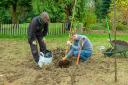 Wild service trees (Sorbus torminalis) being planted at Whipsnade Tree Cathedral