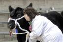 Melanie Alford was successful in the Native interbreed securing both senior and junior champion