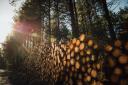 Wales' Beddgelert Forest