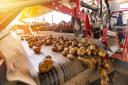 AHDB has agreed to transfer £1.8m worth of residual potato levy reserves to GB Potatoes, as part of an agreement to fund seven projects following the demise of AHDB Potatoes - Getty