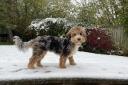 PICTURES: Herefordshire dogs in the snow