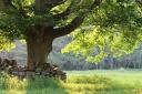 Ancient sycamore tree in a countryside meadow next to a dry stone wall