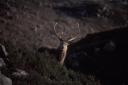 Winter. Sunlit red deer against shadows, Glen Torridon. 02.