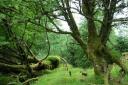 Winner of the Fountains Forestry Award & Lilburn Trophy for Farm or Croft Woodlands, Nicholas Marshall for Baddinsgill Farm, West Linton