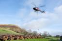 A PDG Helicopter moved whole larch logs up the steep fellside to make leaky barriers. It’s the start of a project to help with flood resilience in Sedbergh