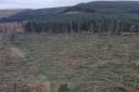 Trails in Mynydd Du Forest, near Crickhowell, remain obstructed by fallen trees and branches